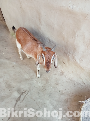 খাসি ছাগল দুই দাঁত